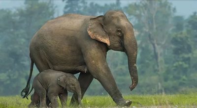 मोरङमा जङ्गली हात्तीको आक्रमणबाट एकवर्षमा पाँच जनाको मृत्यु