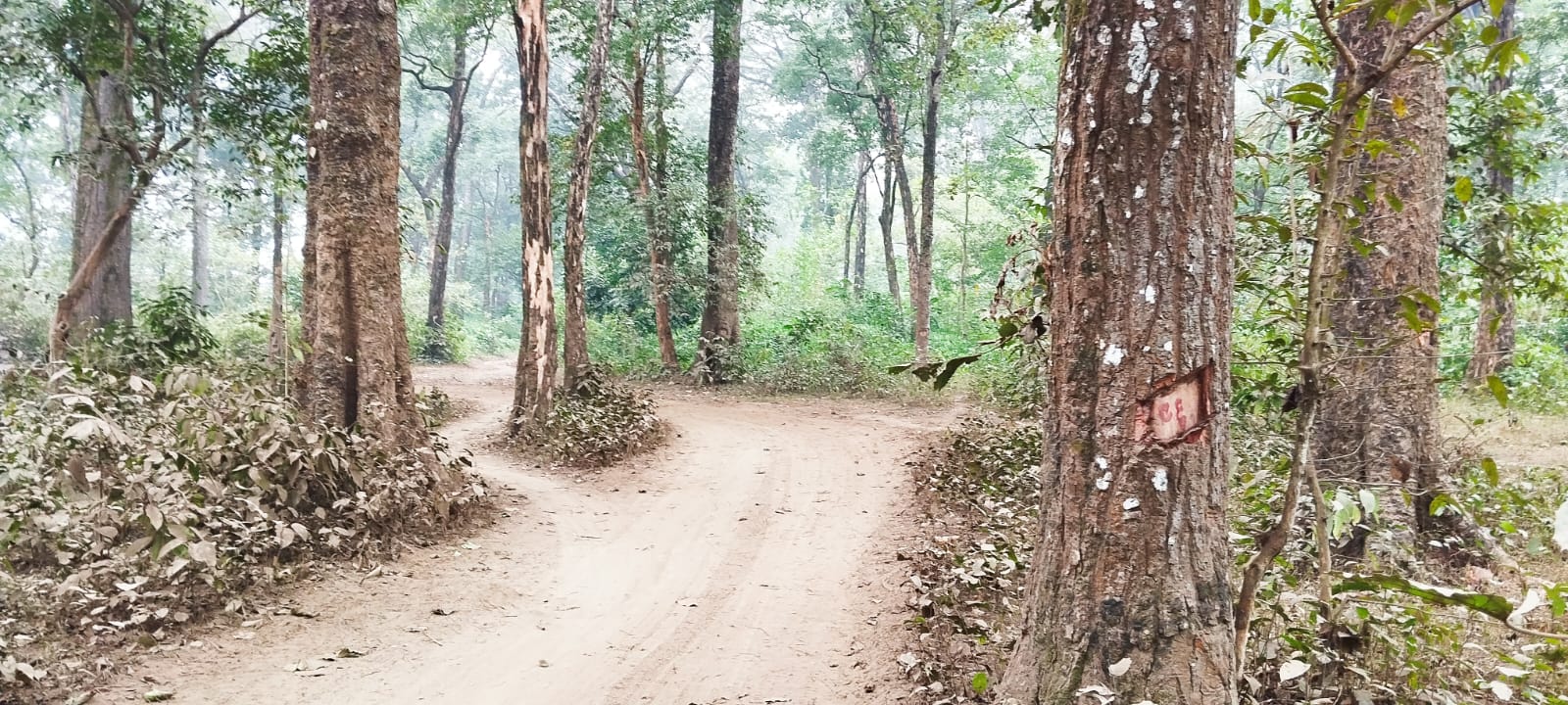 रुख कटान नहुँदा मदन भण्डारी राजमार्ग निर्माण प्रभावित