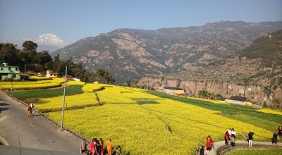पर्यटकको रोजाइमा रत्नेचौर : धवलागिरि हेर्दै तोरीबारीमा रमाउने पर्यटकको घुइँचो