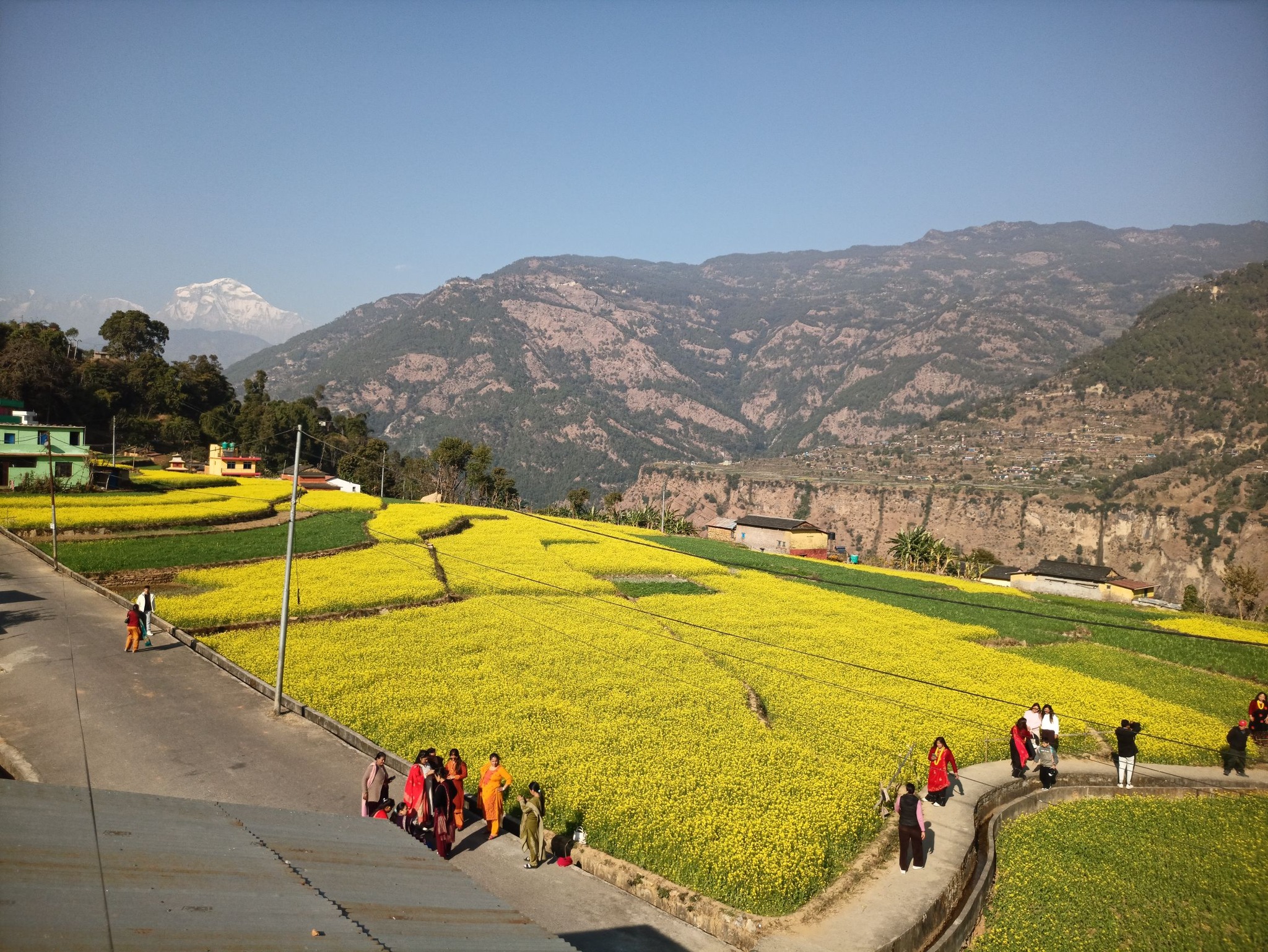 म्याग्दीको रत्नेचौरका तोरीबारीमा टिकटिक र भिडियो बनाउनेको भीड
