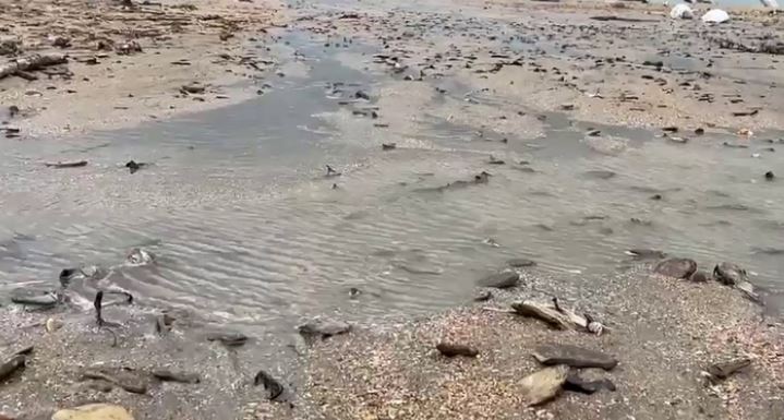 रुसी तेल ट्याङ्कर चुहावटपछि दर्जनौँ समुद्री स्तनधारी मृत फेला