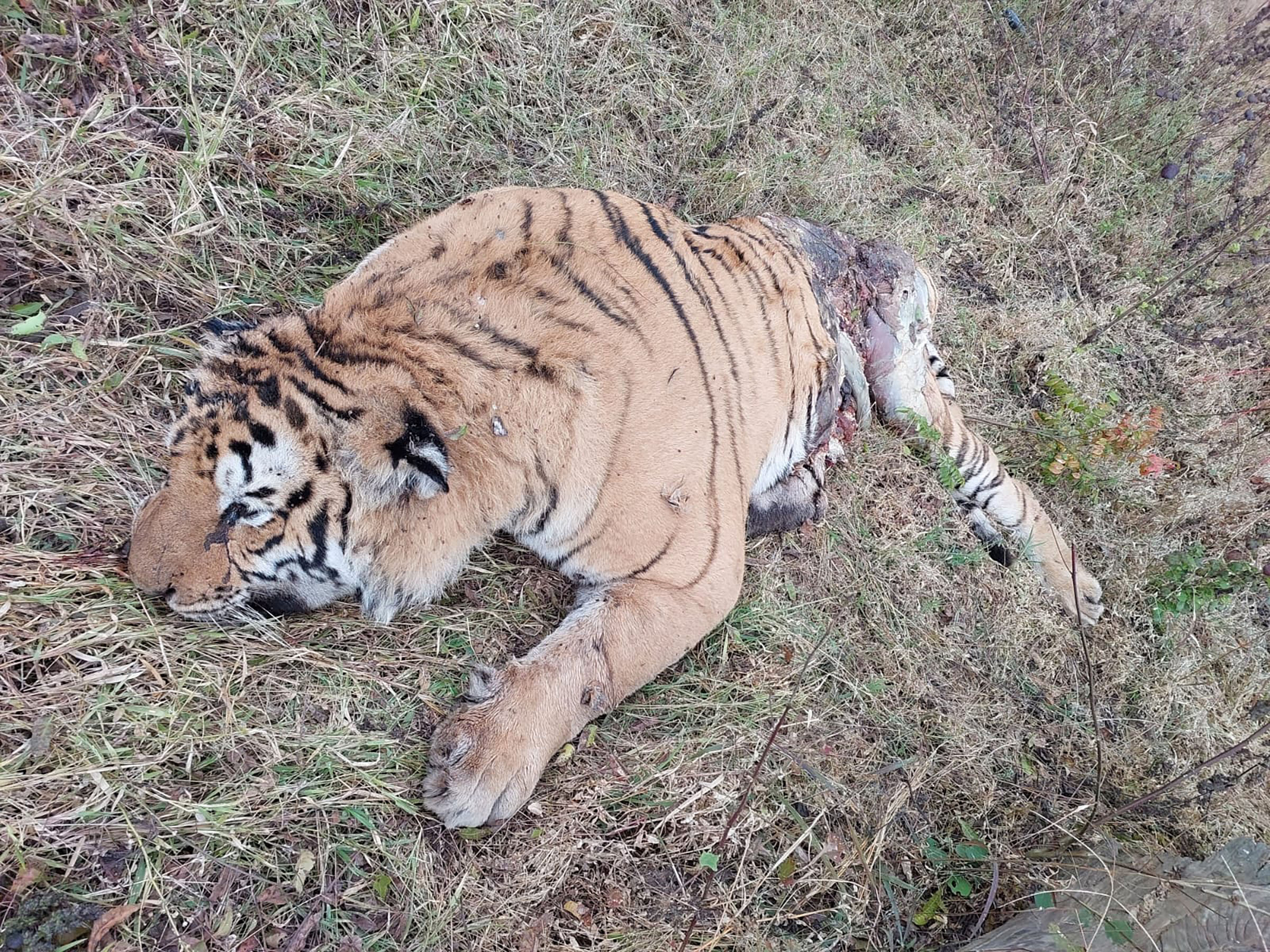 बाँकेको राप्तीसोनारीको कोर क्षेत्रमा पाटेबाघ मृत फेला