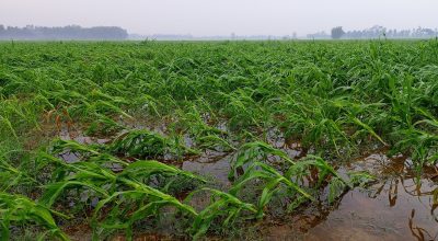 पटक–पटक आएको हावाहुरी र असिनाले कृषि क्षेत्रमा तीन अर्बको क्षति