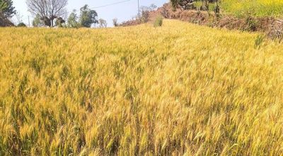गहुँ र धानको बीउ उत्पादन गर्ने किसानलाई प्रोत्साहन रकम
