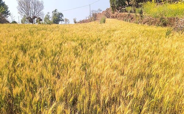 गहुँ र धानको बीउ उत्पादन गर्ने किसानलाई प्रोत्साहन रकम