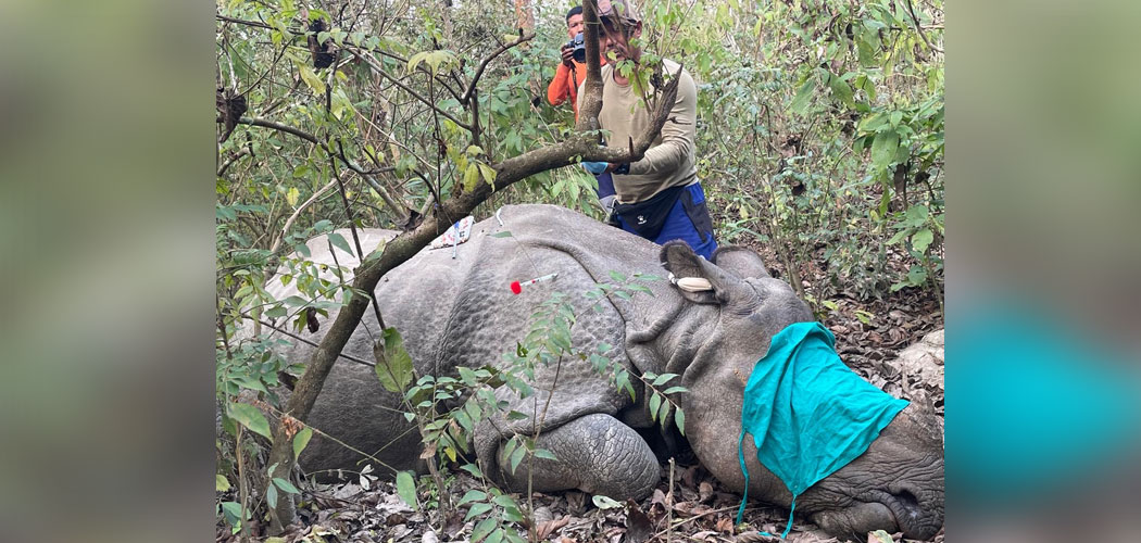 यस वर्षका लागि गैँडा स्थानान्तरणको काम सकियो