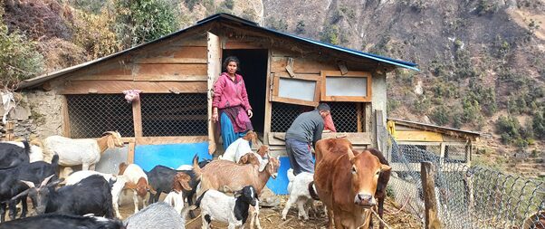 भारतबाट फर्किएर बाख्रापालन, वार्षिक ६ लाख आम्दानी