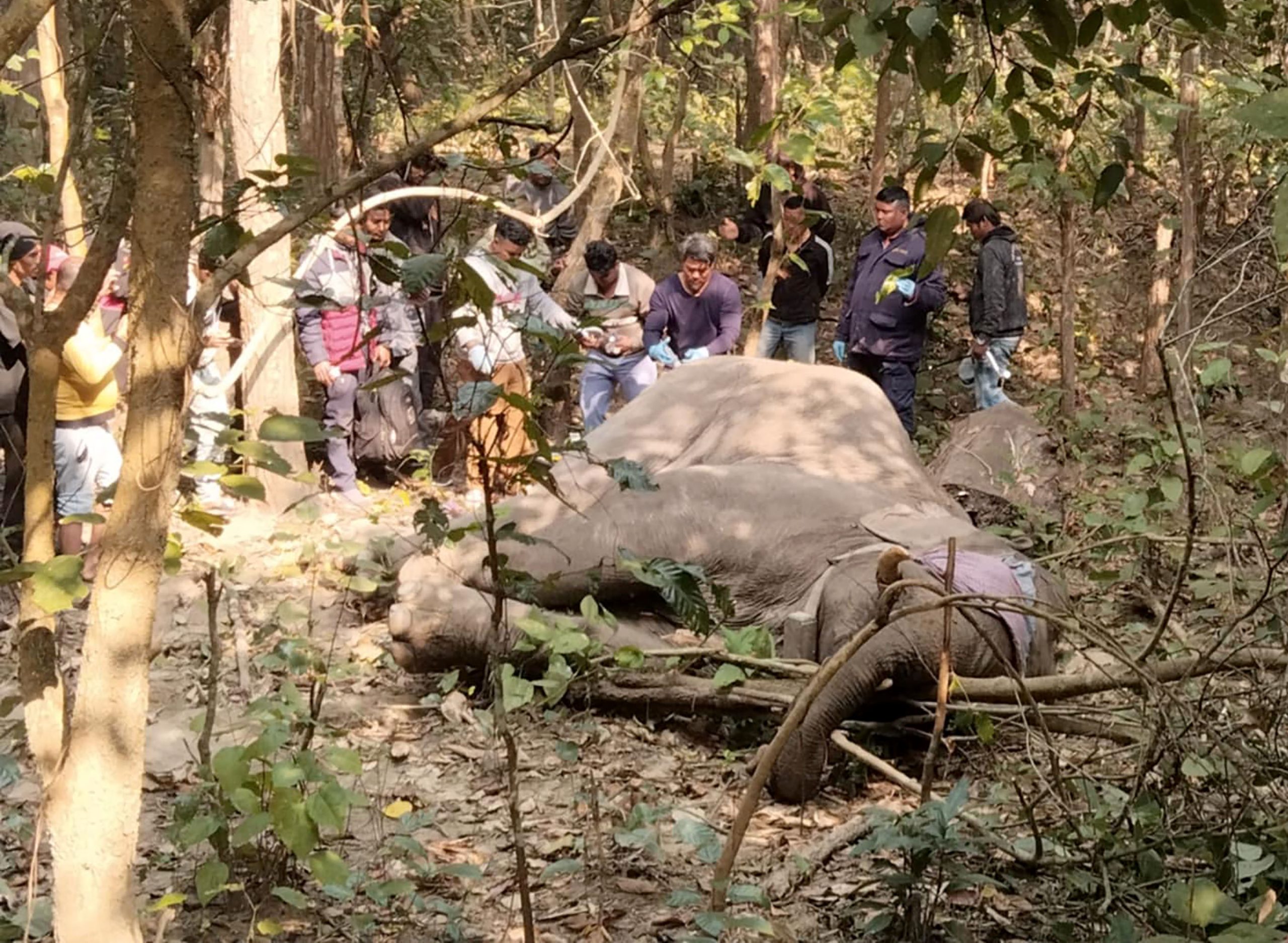 ‘एमगज’ हात्तीको जङ्गलमा उपचार