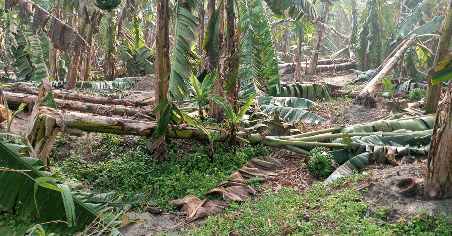 हावाहुरीबाट लाखौँको केराखेतीमा क्षति, किसान निरास