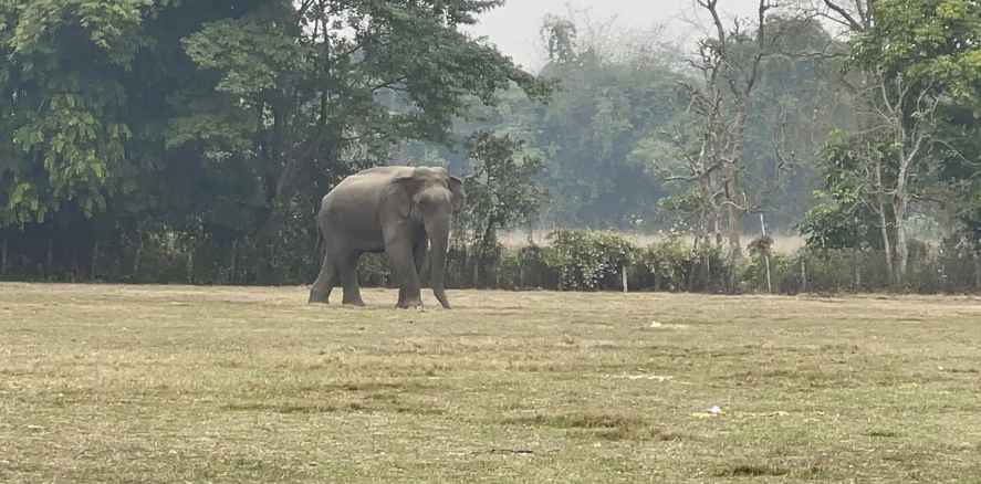 मकुना मृत्यु प्रकरणः सरकारद्वारा छानबिन समिति गठन
