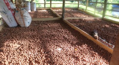 रुद्राक्ष खेतीबाट मनग्य आम्दानी,  भोजपुरमा वार्षिक एक अर्ब रकम भित्रिने