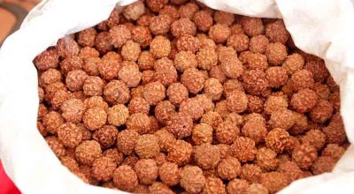 सामुदायिक वनमा एक हजार सात सय रुद्राक्ष रोपियो