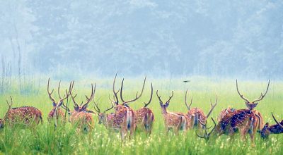 वन्यजन्तु संरक्षणमा चुनौतीः शुक्लाफाँटामा चोरी–शिकारी रोकिएन