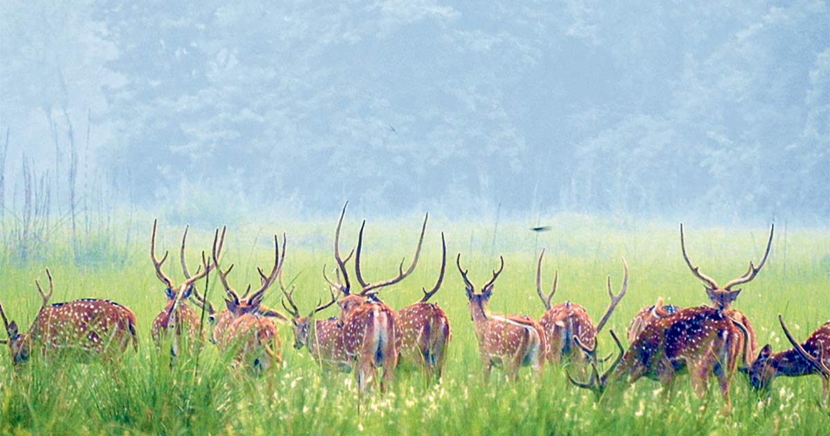 शुक्लाफाँटा बन्दैछ दुर्लभ वन्यजन्तुको आश्रयस्थल