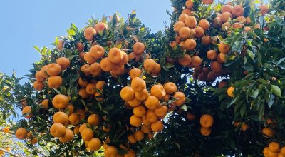 सुन्तला खेतीले फेरिँदै भोजपुरका किसानको जीवनस्तर