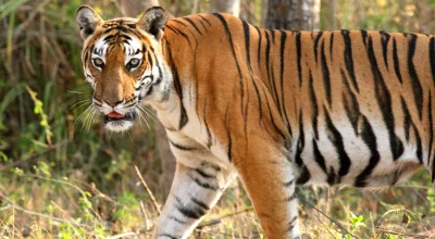 दाङका विभिन्न वन क्षेत्रमा सात बाघ फेला परे