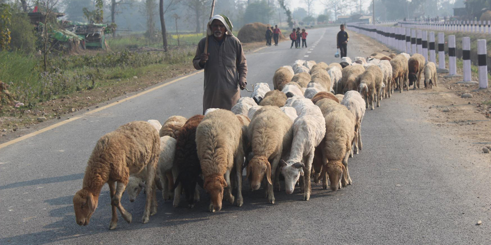 बिक्री भएन ऊन, विस्थापित हुने जोखिममा ‘भेडिहार’