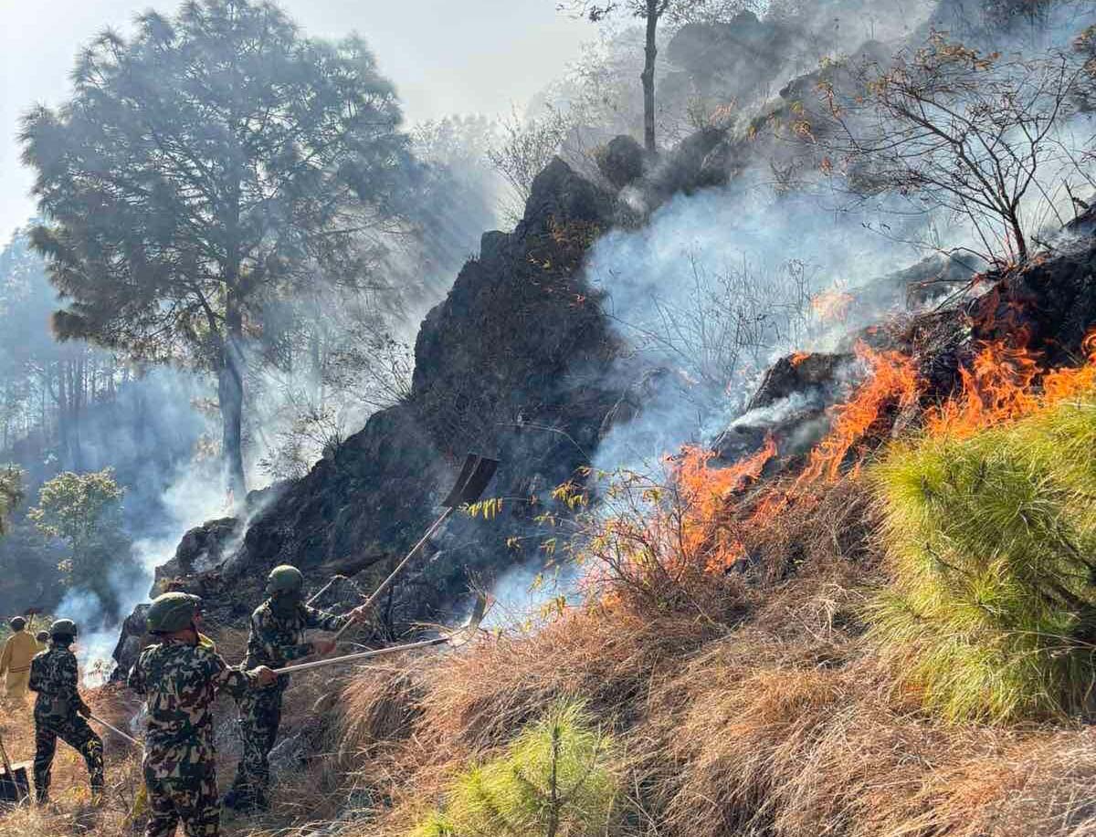 पाल्पामा डढेलोले चार सामुदायिक वनमा क्षति