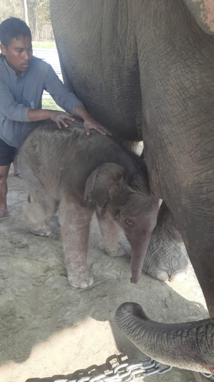प्रजनन केन्द्रमा रिमझिमकलीले पाइन् छावा