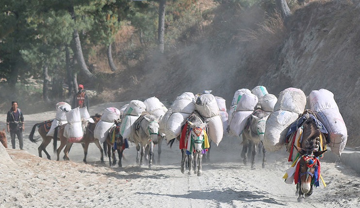 रुकुम पूर्वमा अझै पनि दैनिक उपभोग्य वस्तु ढुवानीका लागि घोडा र खच्चडकै भर