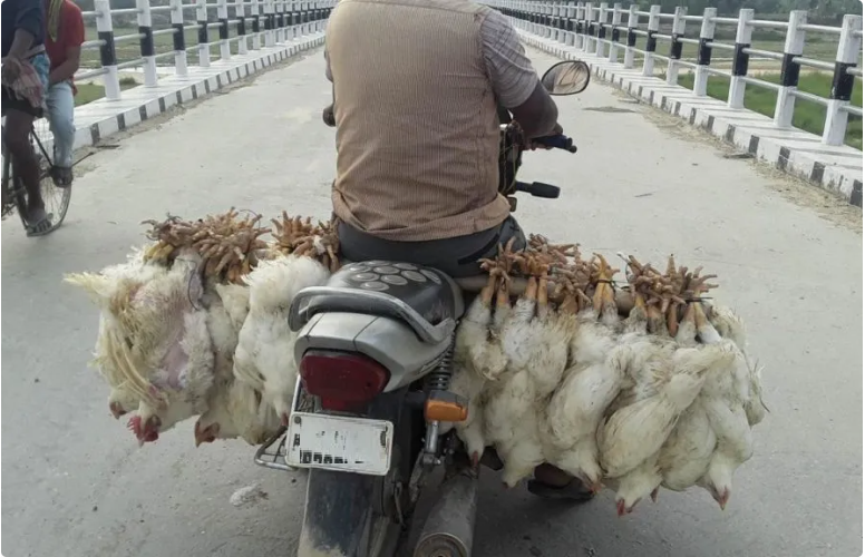 सीमावर्ती भारतीय बजारमा वर्डफ्लू भएपछि पर्सामा कुखुराको पैठारीमा पूर्ण रोक