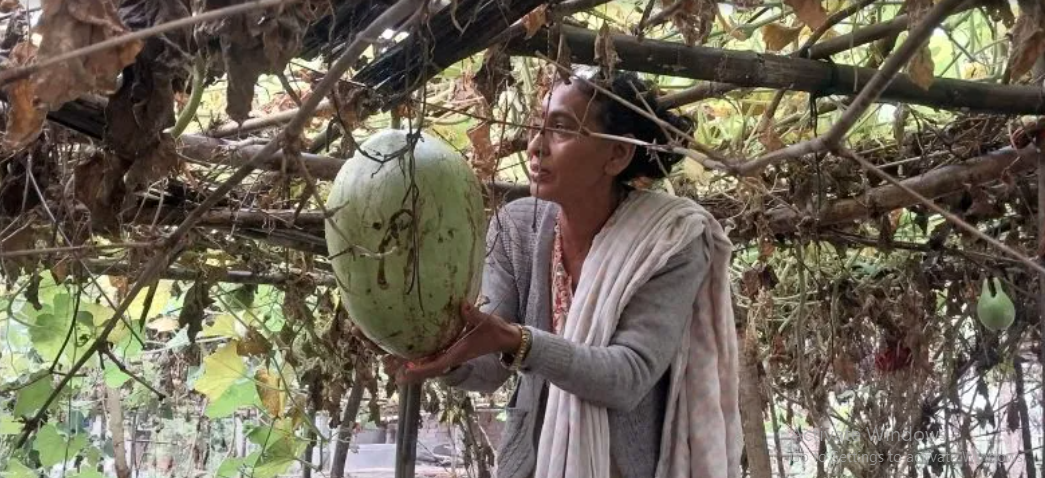 लौका बेचर मासिक ४० हजार आम्दानी