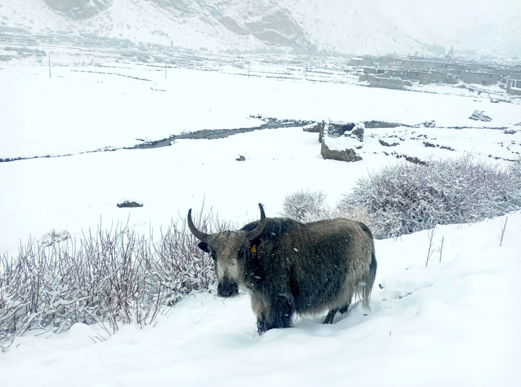 हुम्लाको नाम्खा हिमपात