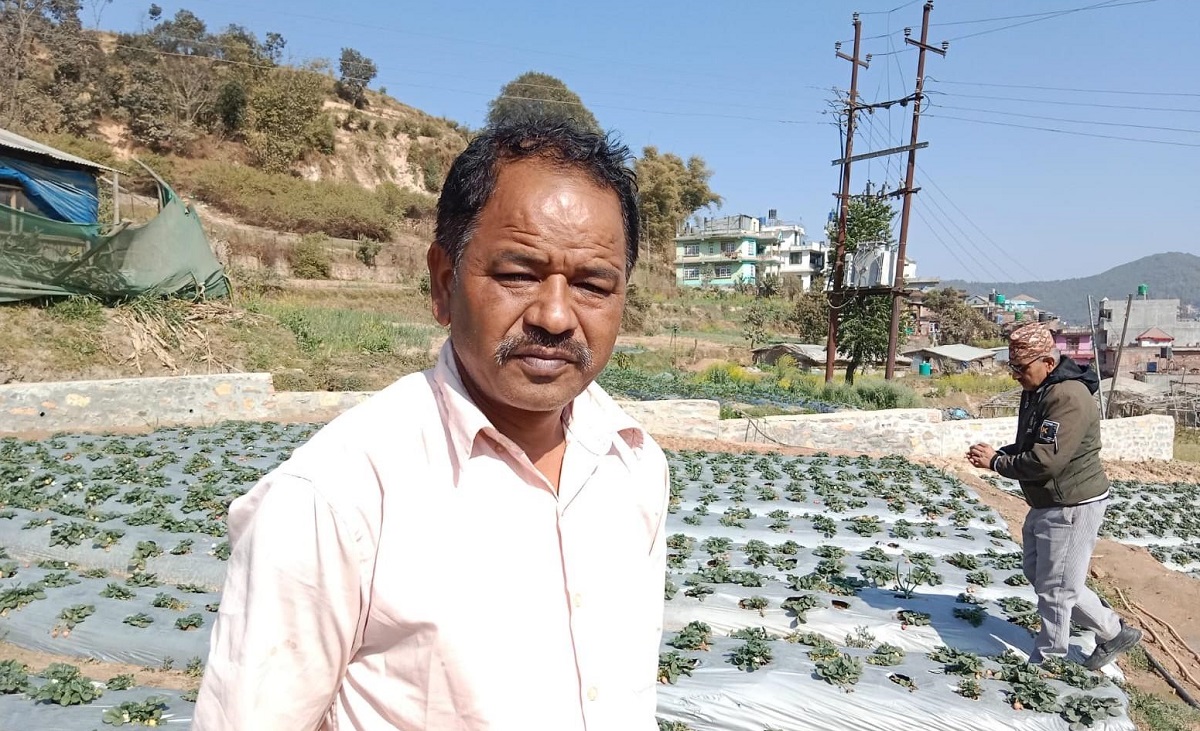 स्ट्रबेरी खेतीबाट वार्षिक ३० लाख आम्दानी