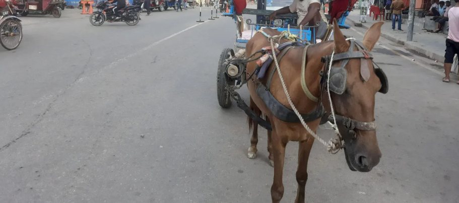 वीरगञ्जमा मितेरीपुल–नयाँबसपार्क सडकखण्डमा टाँगा चलाउन पाइने