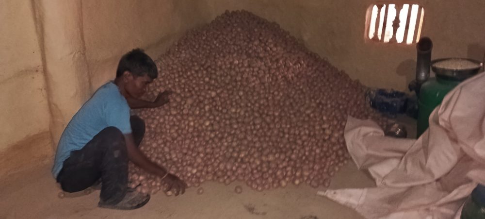 थारुआलु खेतीबाट आम्दानी लिँदै किसान,चौधरीले यस वर्ष तीन लाख आम्दानी गरे