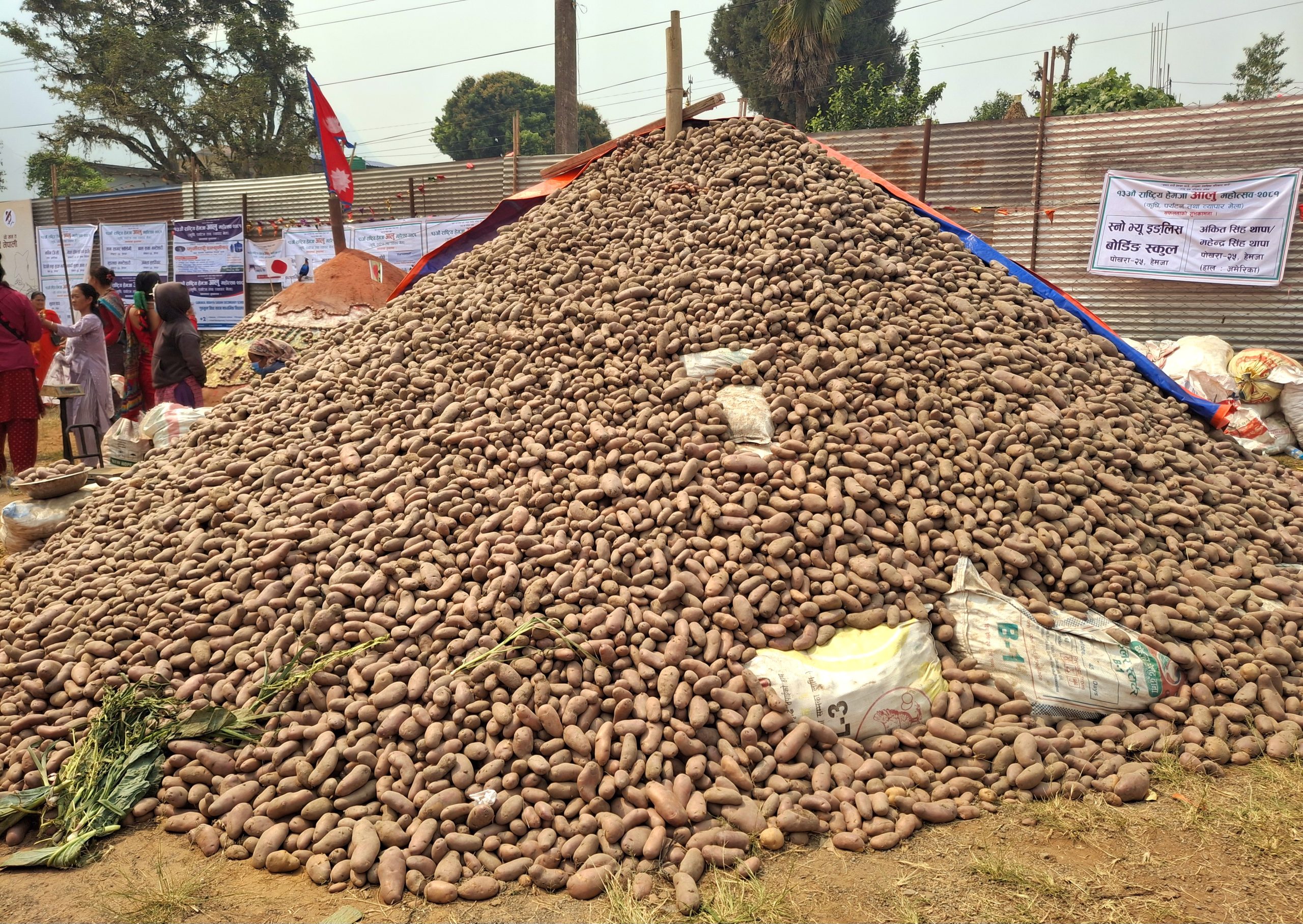 तनहुँमा ८६३ मेट्रिकटन आलु उत्पादन