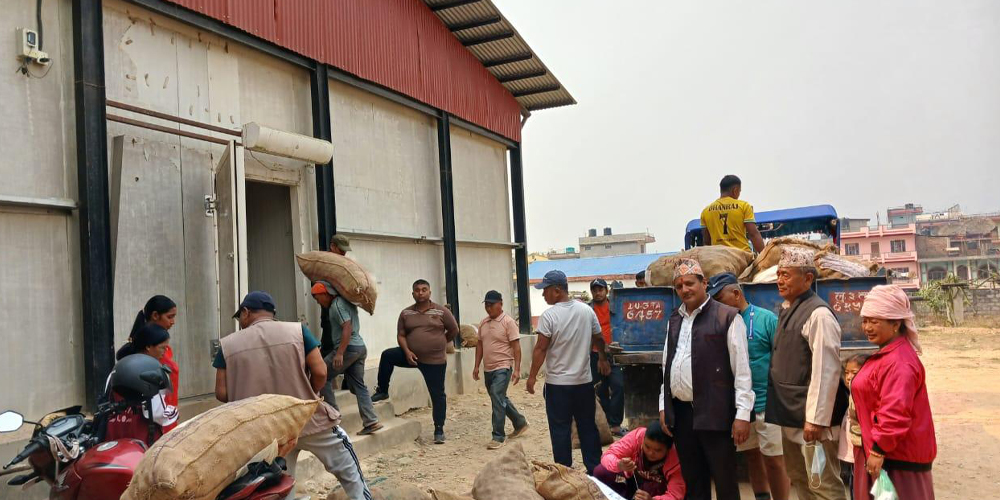 प्रयोगम आयो शीतभण्डार, धमाधम आलु भण्डारण गरिँदै