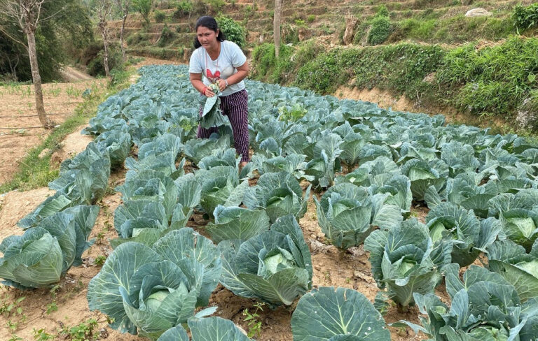 तरकारी खेतीबाट आत्मनिर्भर मीना