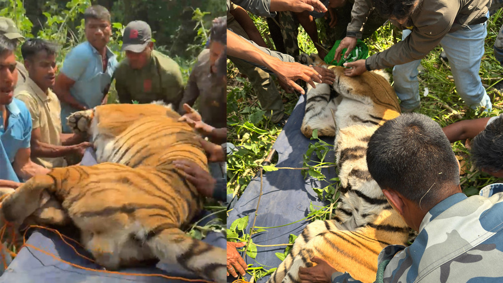 कञ्चनपुरमा गहुँबालीबाट नियन्त्रणमा लिइएको बाघलाई निकुञ्जमा छाडिने