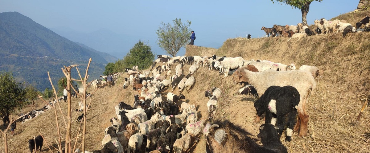 गर्मी सुरु भएसँगै लेकतर्फ लागे भेडाका बथान