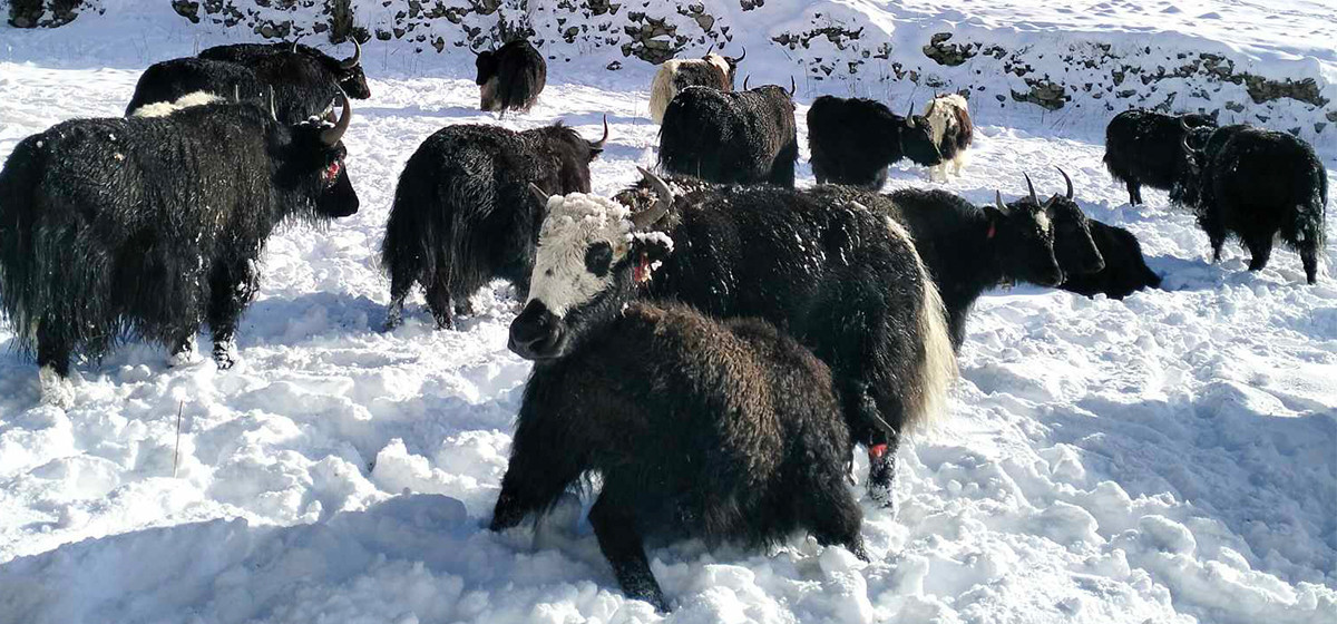 नयाँ वर्षको अवसरमा चारतारेमा चौँरी महोत्सव हुँदै