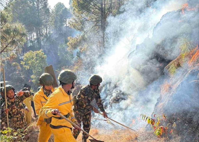 पाल्पामा डढेलोले सखाप हुँदै जङ्गल