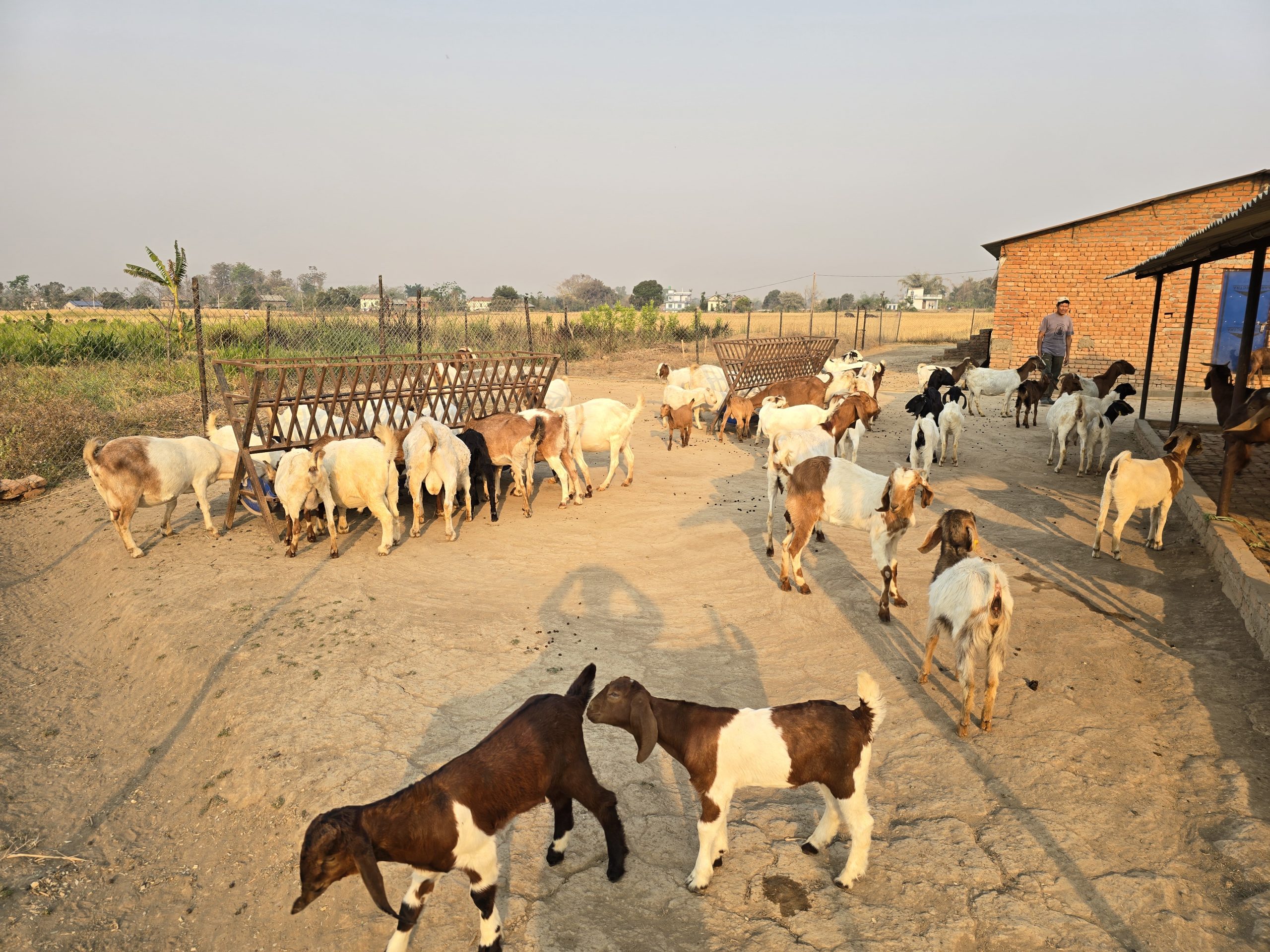 विदेशबाट फर्किएका युवा बाख्रापालन व्यवसायमा सलग्न
