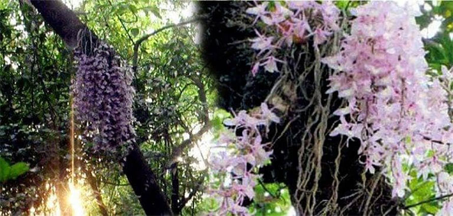 लहानमा नयाँ वर्षका दिन मात्र फुल्ने  सलहेश फूलबारीमा मेलाको रौन