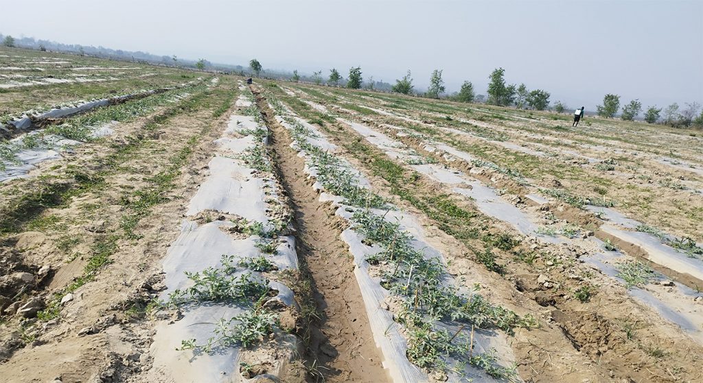 विदेशबाट फर्केर बगरमा तरभुजाखेती