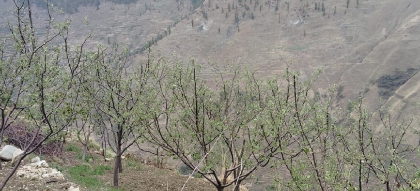 जुम्लामा असिनापानीले स्याउका बिरुवामा क्षति