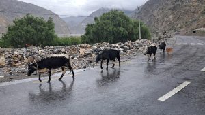 हिमाली जिल्लाका लुलु गाई संरक्षणतर्फ किन ध्यान पुगेको छैन ?