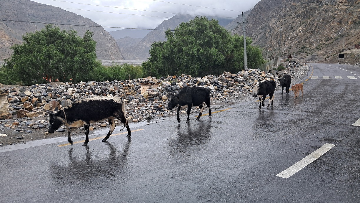 हिमाली जिल्लाका लुलु गाई संरक्षणतर्फ किन ध्यान पुगेको छैन ?