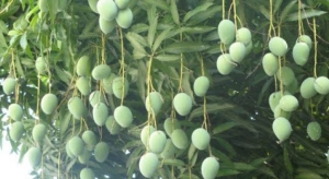 यस वर्ष  बागवानीको आँप ५३ लाख बढी मूल्यमा ठेक्का
