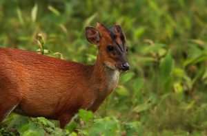 सवारी साधनको ठक्करबाट रतुवा मर्‍यो