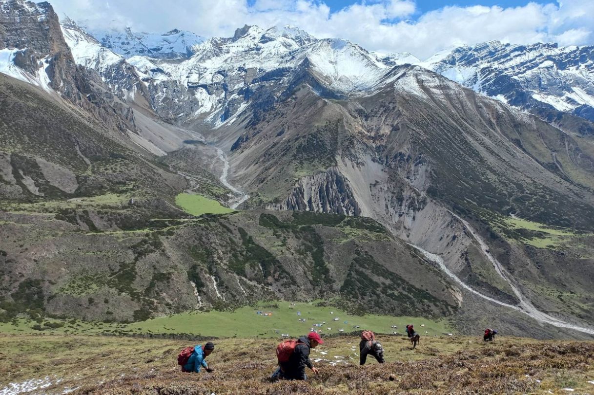 यार्सा सङ्कलनका लागि मुगुका बासिन्दा पाटनतिर