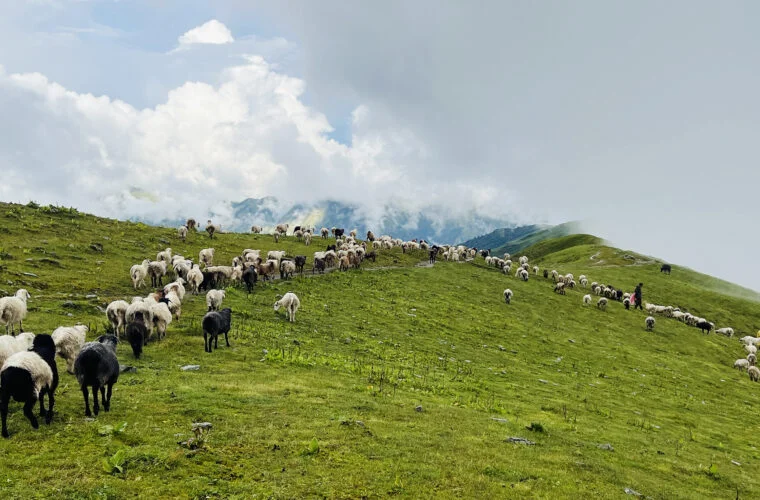 बर्खा लागेसँगै लेक उक्लिए गोठाला