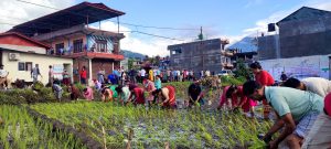 धान दिवसको रमाइलो (फोटोफिचर)