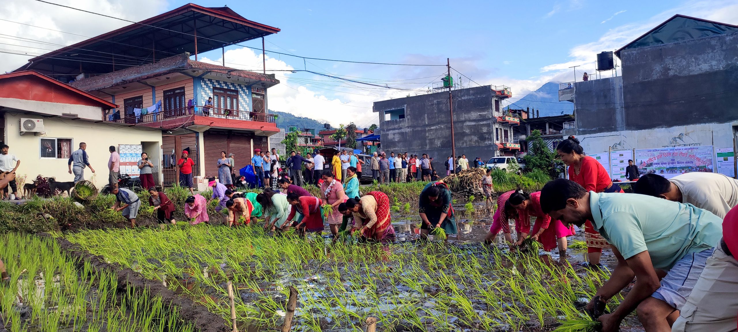 धान दिवसको रमाइलो (फोटोफिचर)