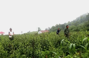 भोजपुरको तीनतलेका किसानले व्यवसायिक चिराइतोखेतीबाट १२ लाखसम्म आम्दानी लिँदै